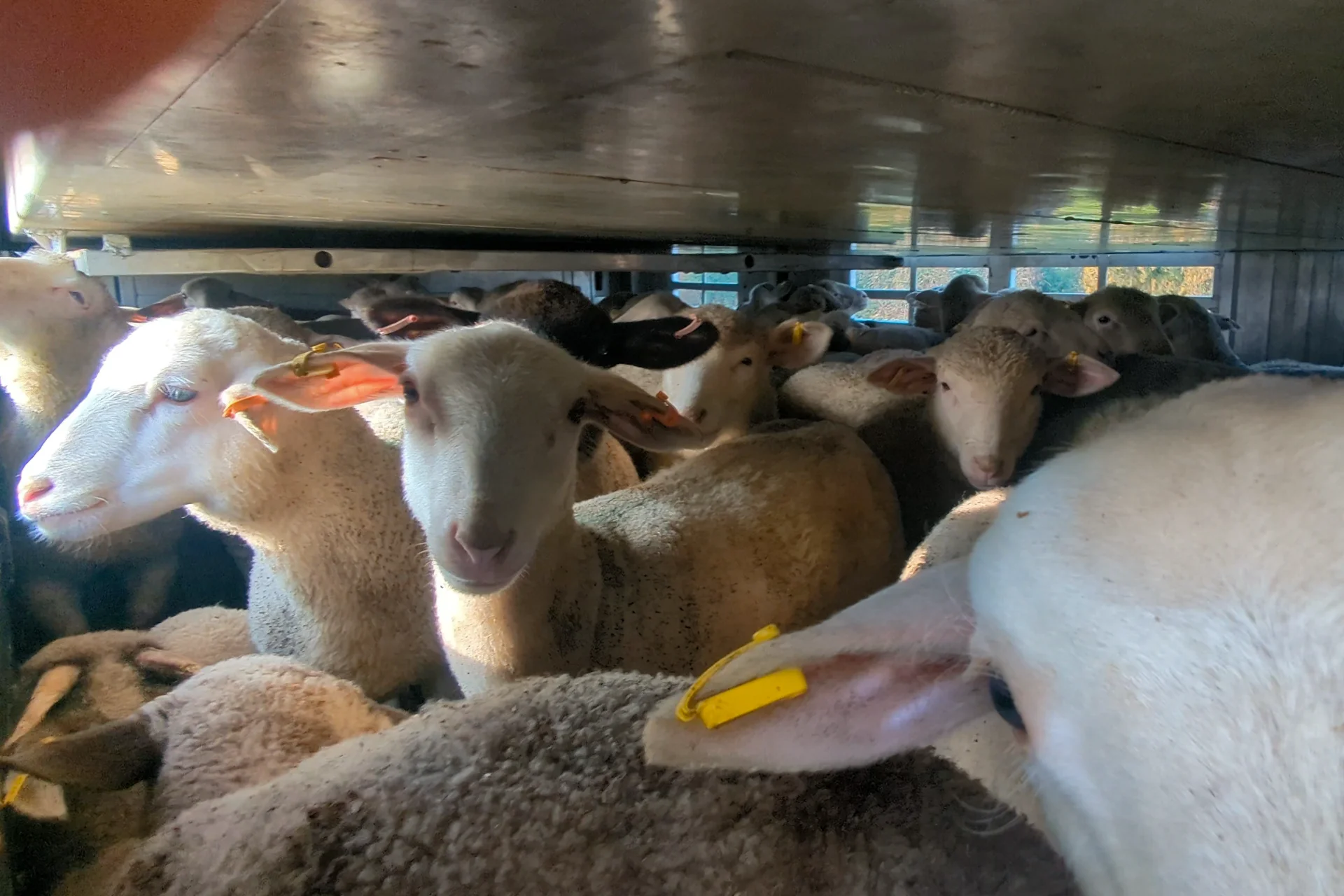 I primi passi verso una riforma della disciplina europea sul benessere animale durante le operazioni di trasporto