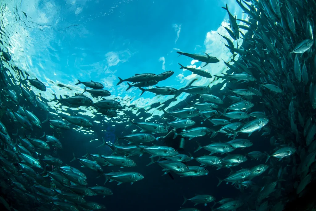 Il benessere degli animali acquatici allevati durante le operazioni di trasporto