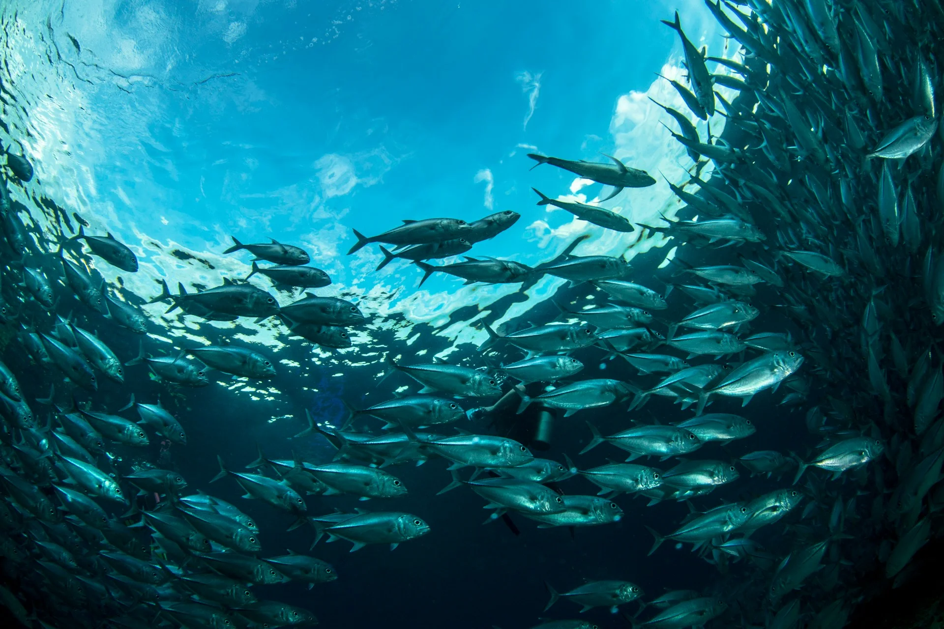 Il benessere degli animali acquatici allevati durante le operazioni di trasporto