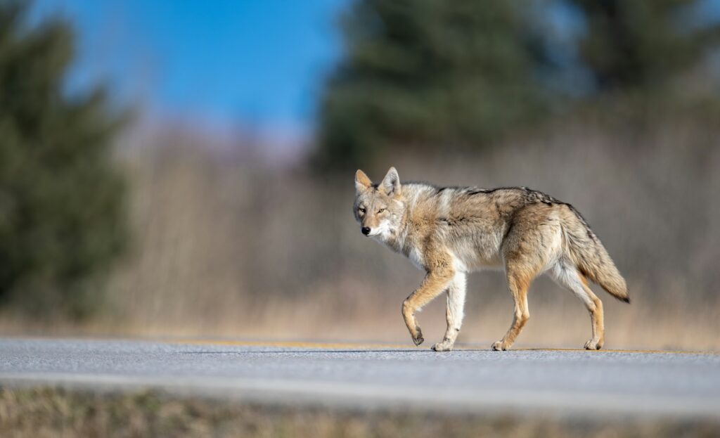 Il Parlamento Ue ha deciso: da oggi il lupo è meno protetto
