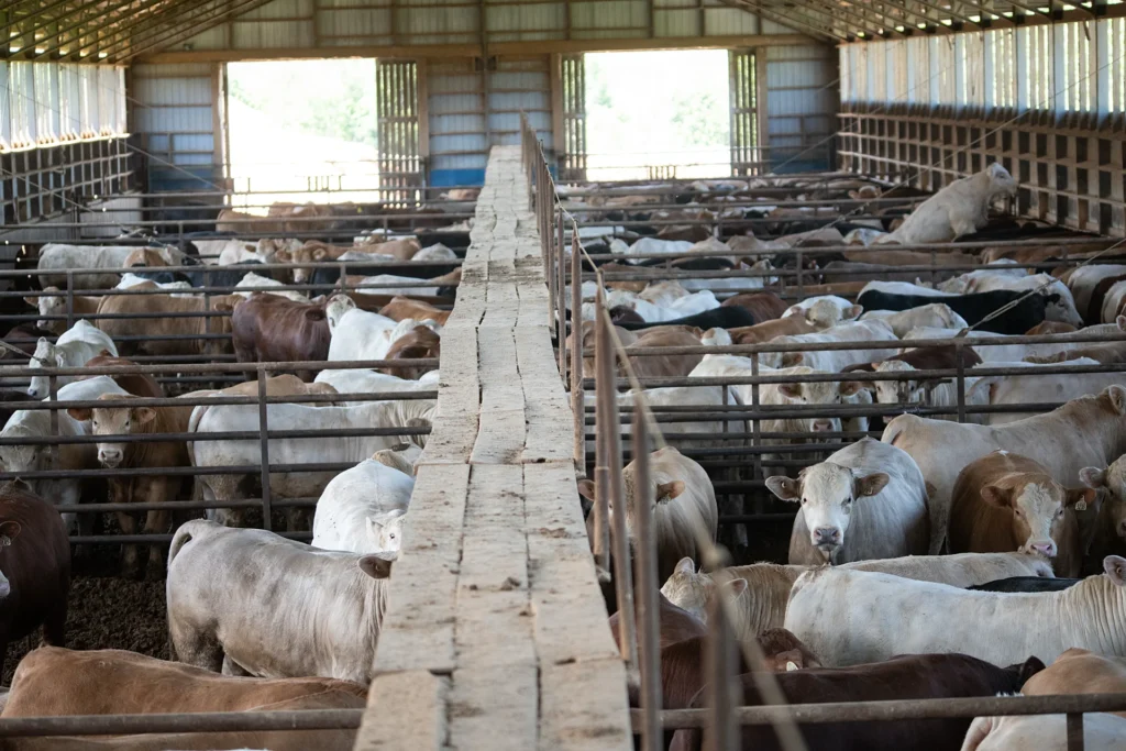 Accordo Ue-Mercosur: quali rischi per il benessere animale?