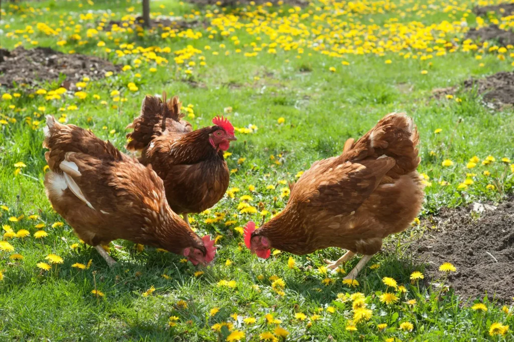 Galline ovaiole: lenta transizione verso un allevamento cage-free