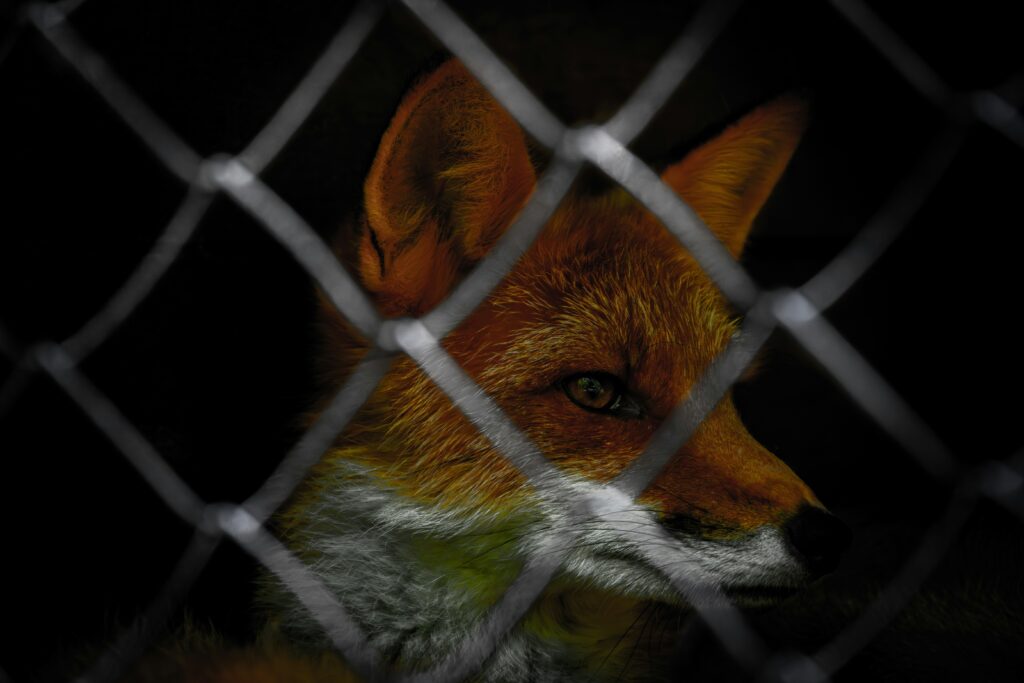 Basta pellicce: verso un’Unione europea fur free